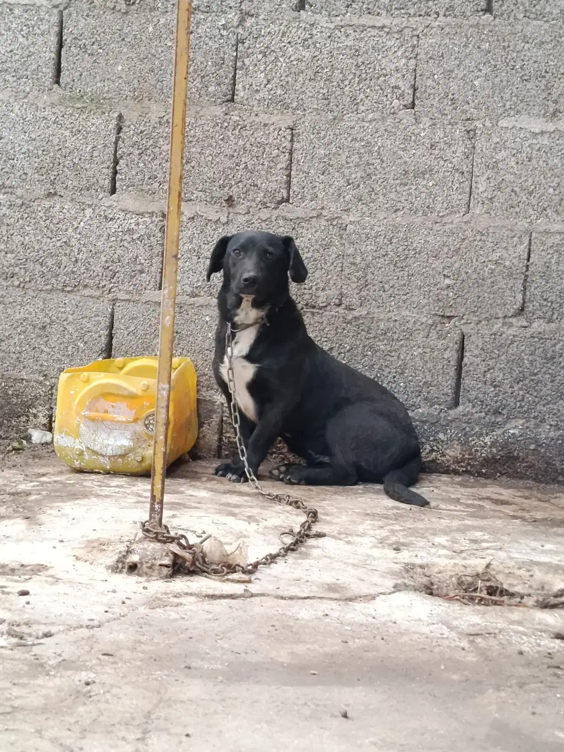 سگ نژاد لابرادور رتریور . واگذاری|سگ|تولم شهر, |دیوار