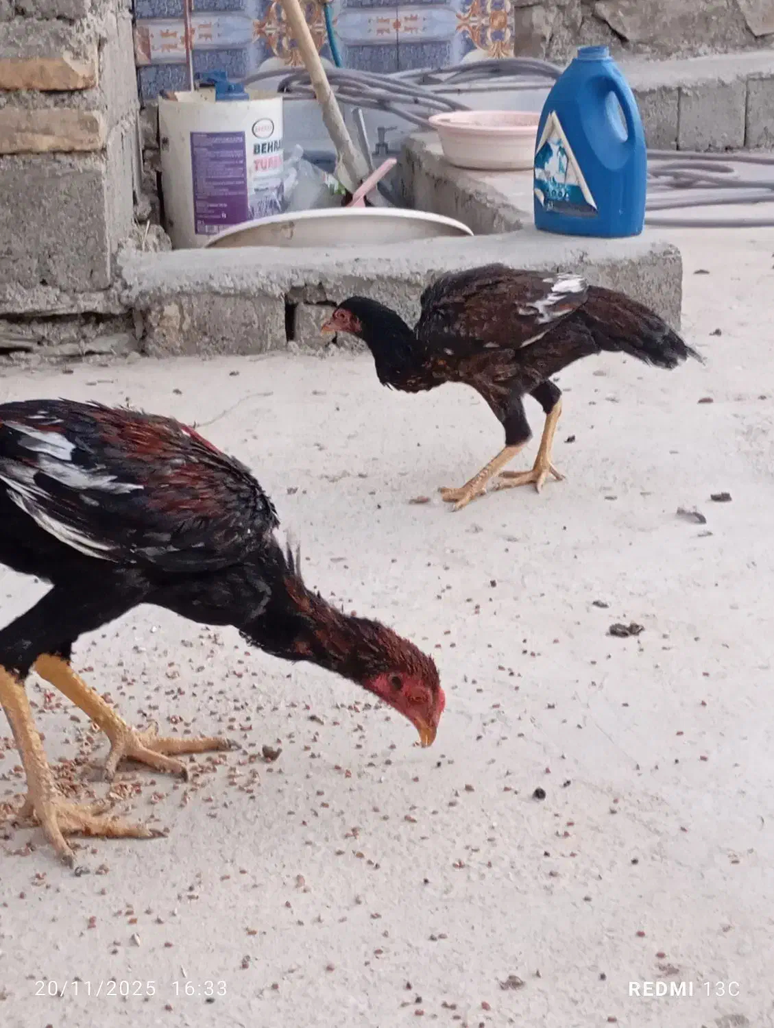 مرغ خروس جوانه|پرنده|جالق, |دیوار