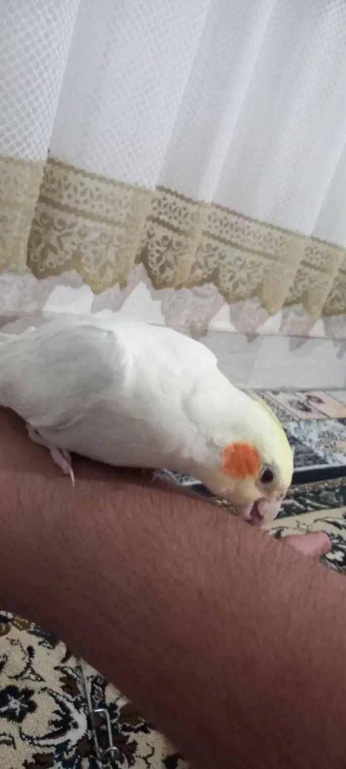 گمشده|پرنده|اسلامآباد غرب, |دیوار