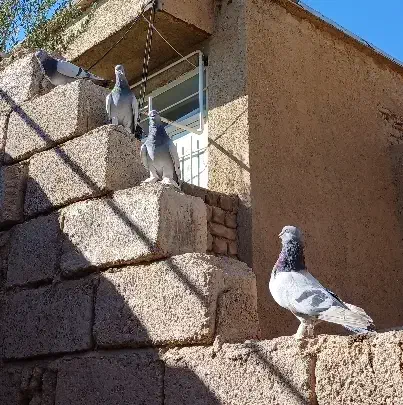 شق شقی شقشقی|پرنده|صالح آباد (ایلام), |دیوار