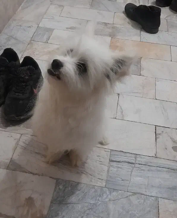 سگ پاپی|سگ|تربتحیدریه, شهرک ولیعصر|دیوار