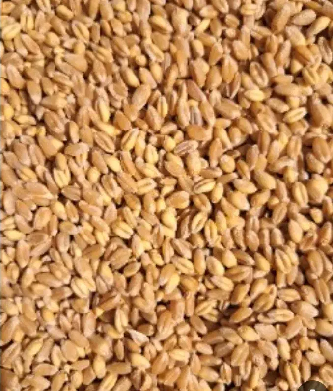 گندم  ریژاو|خوردنی و آشامیدنی|چرداول, |دیوار