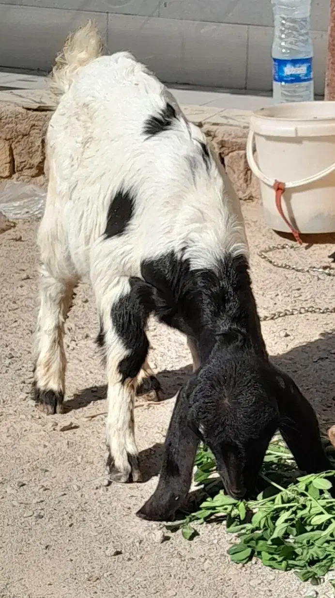 بزغاله نر|حیوانات مزرعه|مشهد, شهید قربانی|دیوار