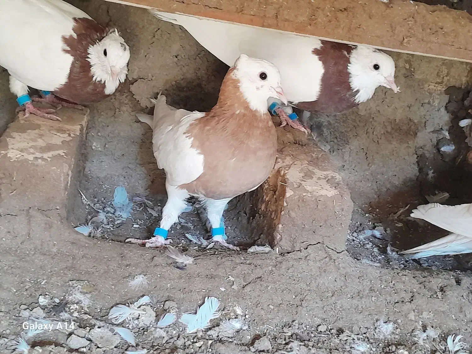 پرنده|پرنده|خوسف, |دیوار