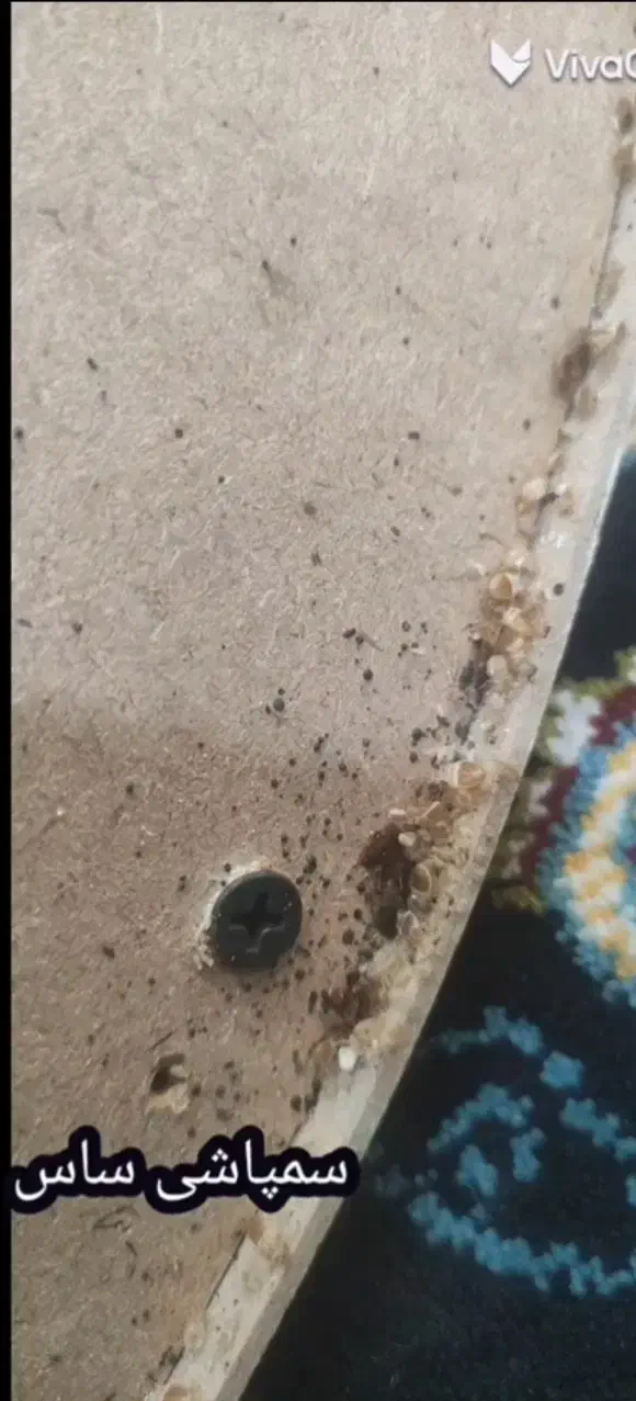 سمپاشی ساس سوسک کنه موریانه موش مورچه صددرصدتضمینی|خدمات نظافت|مشهد, توس (بلوار توس)|دیوار