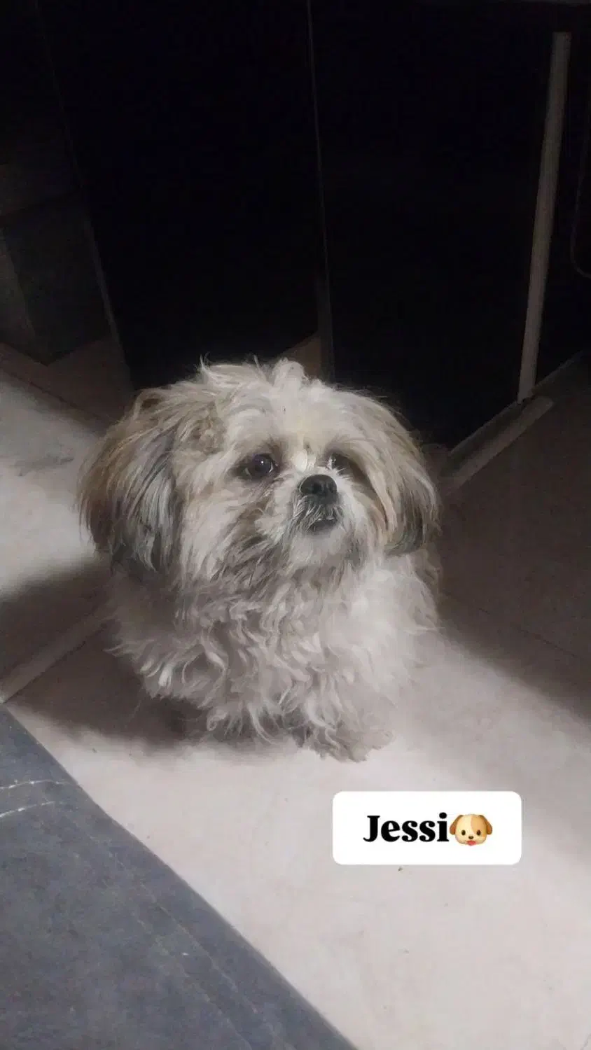 سگ شیتزو|سگ|اردبیل, |دیوار