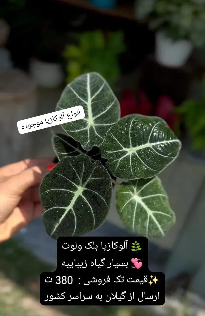 آهای آهای گل دارم گلای خوشرنگ و خوشگل و خاص دارم|گل و گیاه طبیعی|تهران, سعادت‌آباد|دیوار