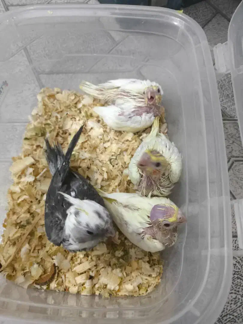 جوجه عروس سرلاکی لوتینو و وایت فیس|پرنده|عسلویه, |دیوار