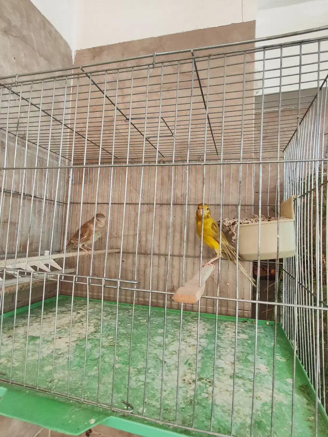 پرنده|پرنده|یزد, |دیوار