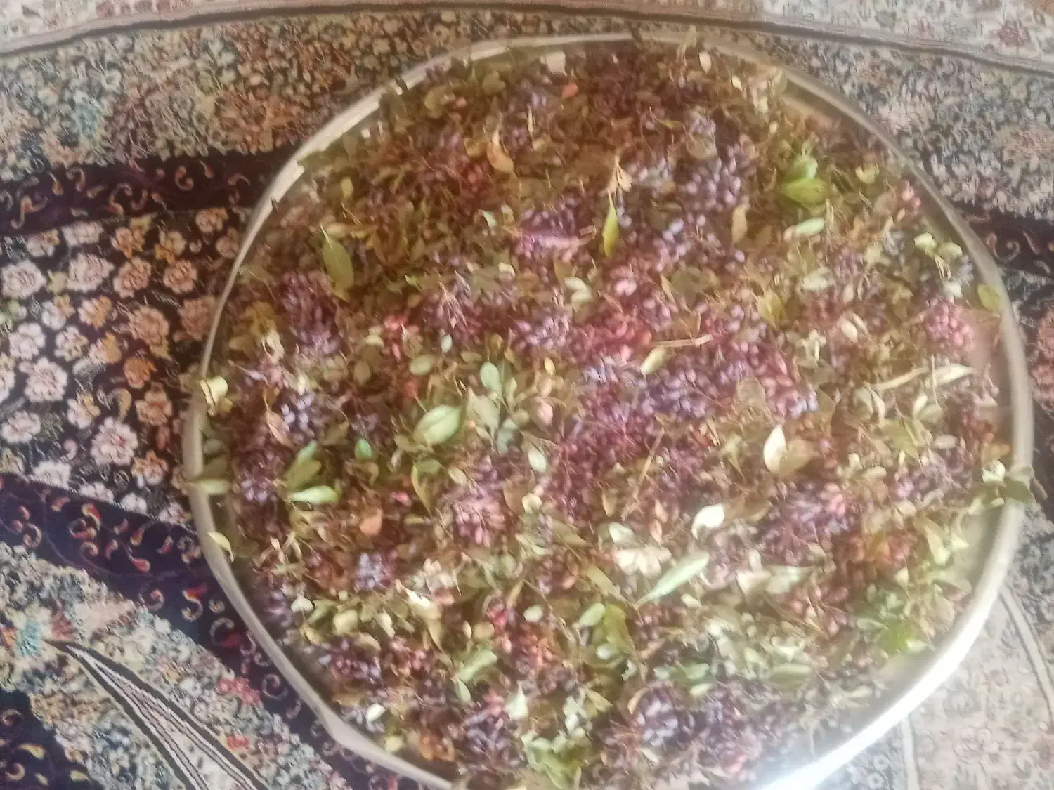 زرشک کوهی تازه|خوردنی و آشامیدنی|شیراز, حجت آباد|دیوار