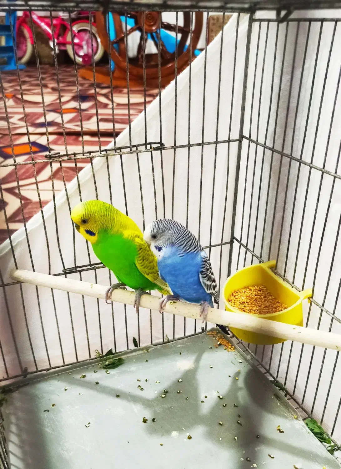 یک جفت مرغ عشق مولد بهمراه دوتا جوجه عروس هلندی|پرنده|نرماشیر, |دیوار