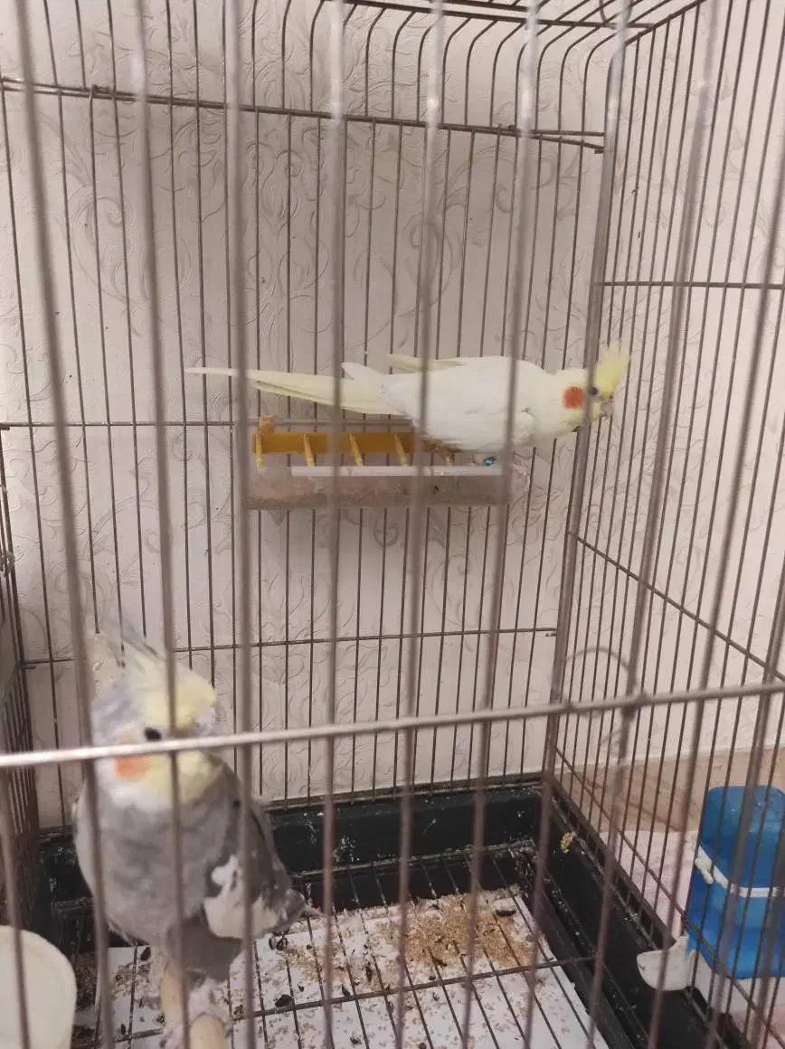 عروس هلندی|پرنده|تبریز, |دیوار