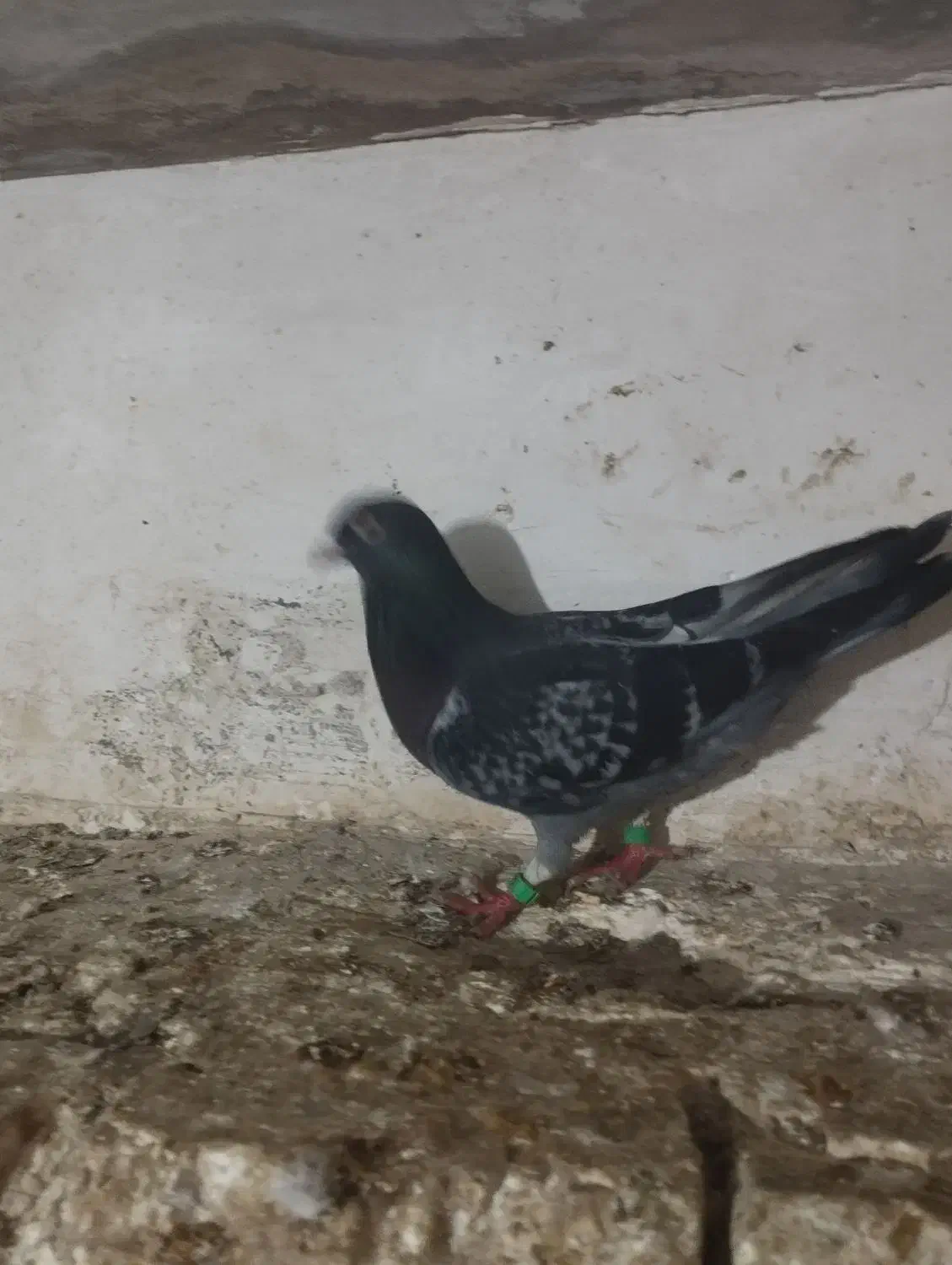 کفتر پرنده پرشی|پرنده|مشهد, ایثار|دیوار