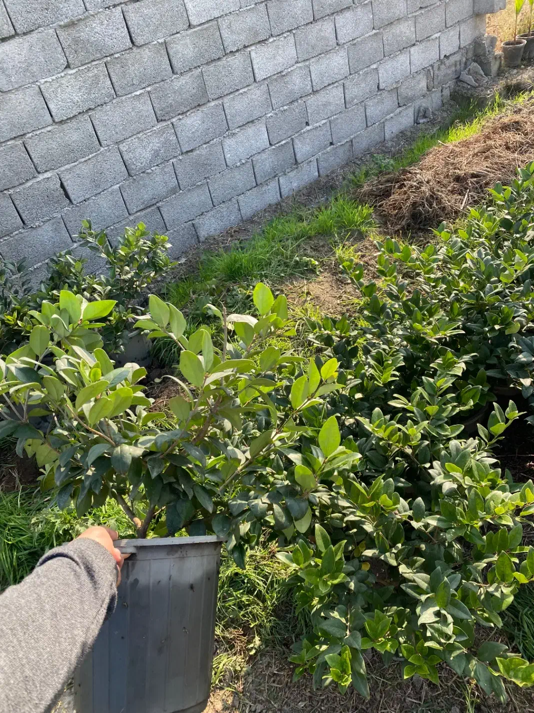 استخدام کارگر گلخونه حقوق ماهی ۳۰ میلیون|خدمات باغبانی و درختکاری|رامسر, |دیوار