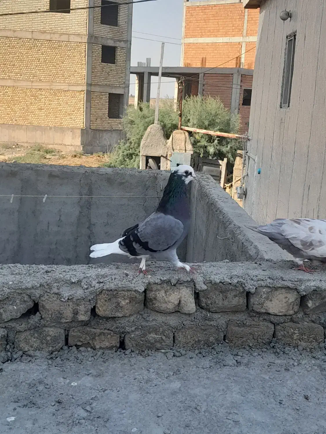 کبوتر|پرنده|آق قلا, |دیوار