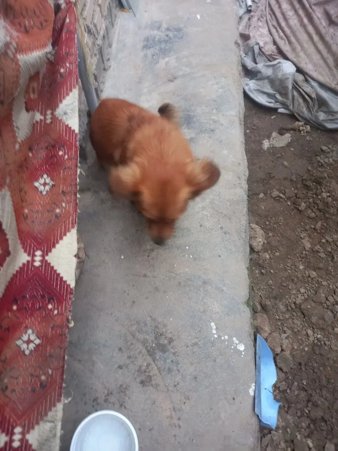 حیوان سگ پاکوتاه|سگ|نکا, |دیوار