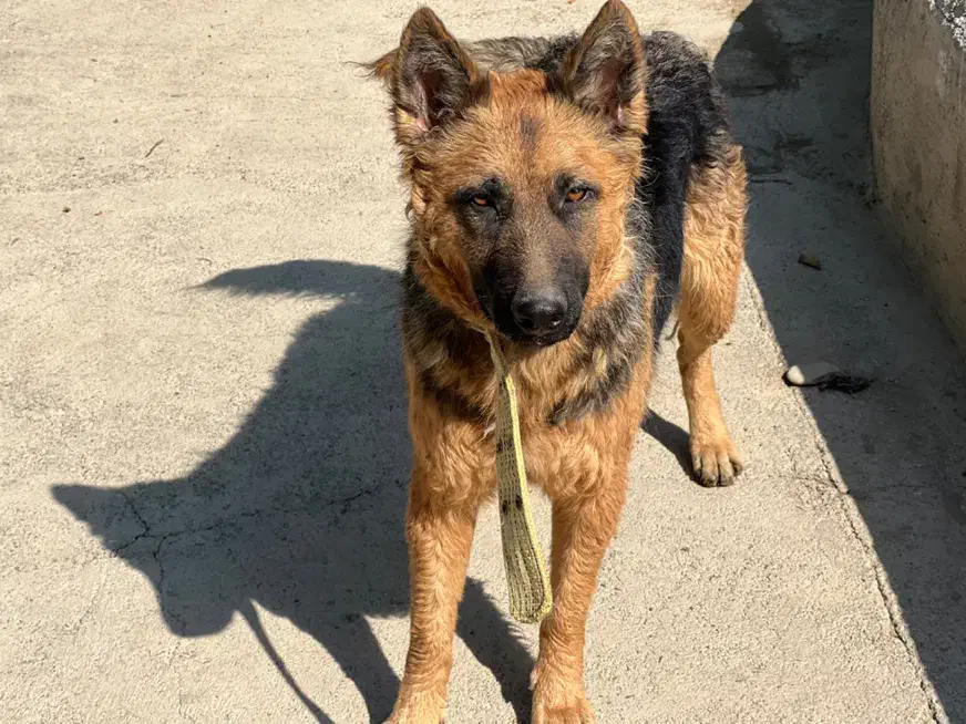 سگ ژرمن شپرد ماده|سگ|کرج, فاز ۲ مهرشهر|دیوار