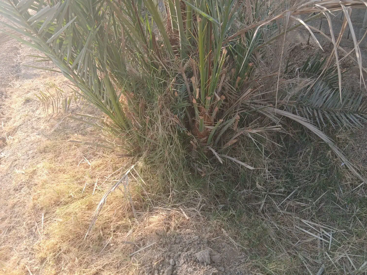 انواع پاجوش زاهدی خاصی حاجی محمدی کبکاب و برهی|خدمات باغبانی و درختکاری|بهبهان, |دیوار