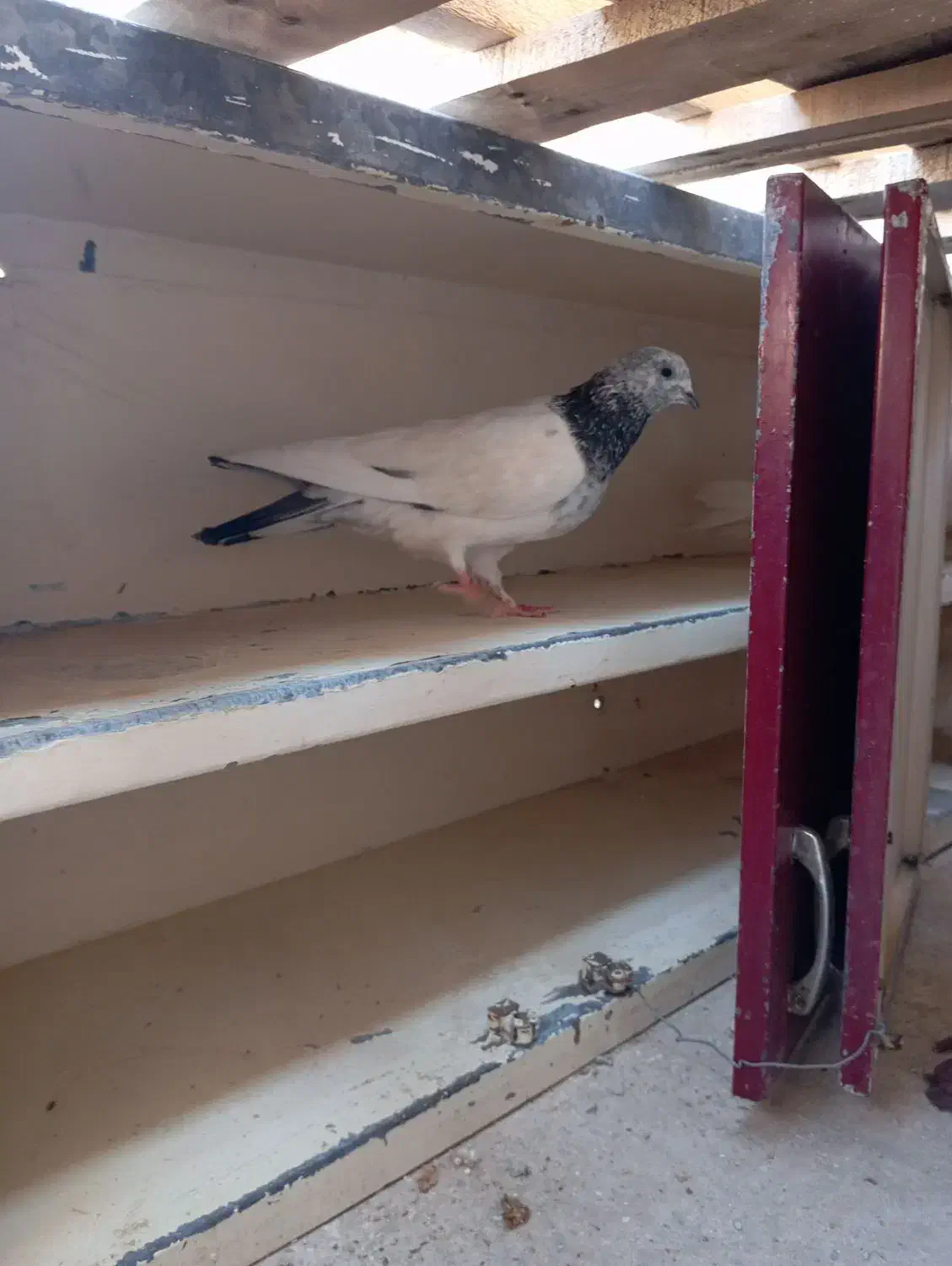 شخی|پرنده|خرمشهر, |دیوار