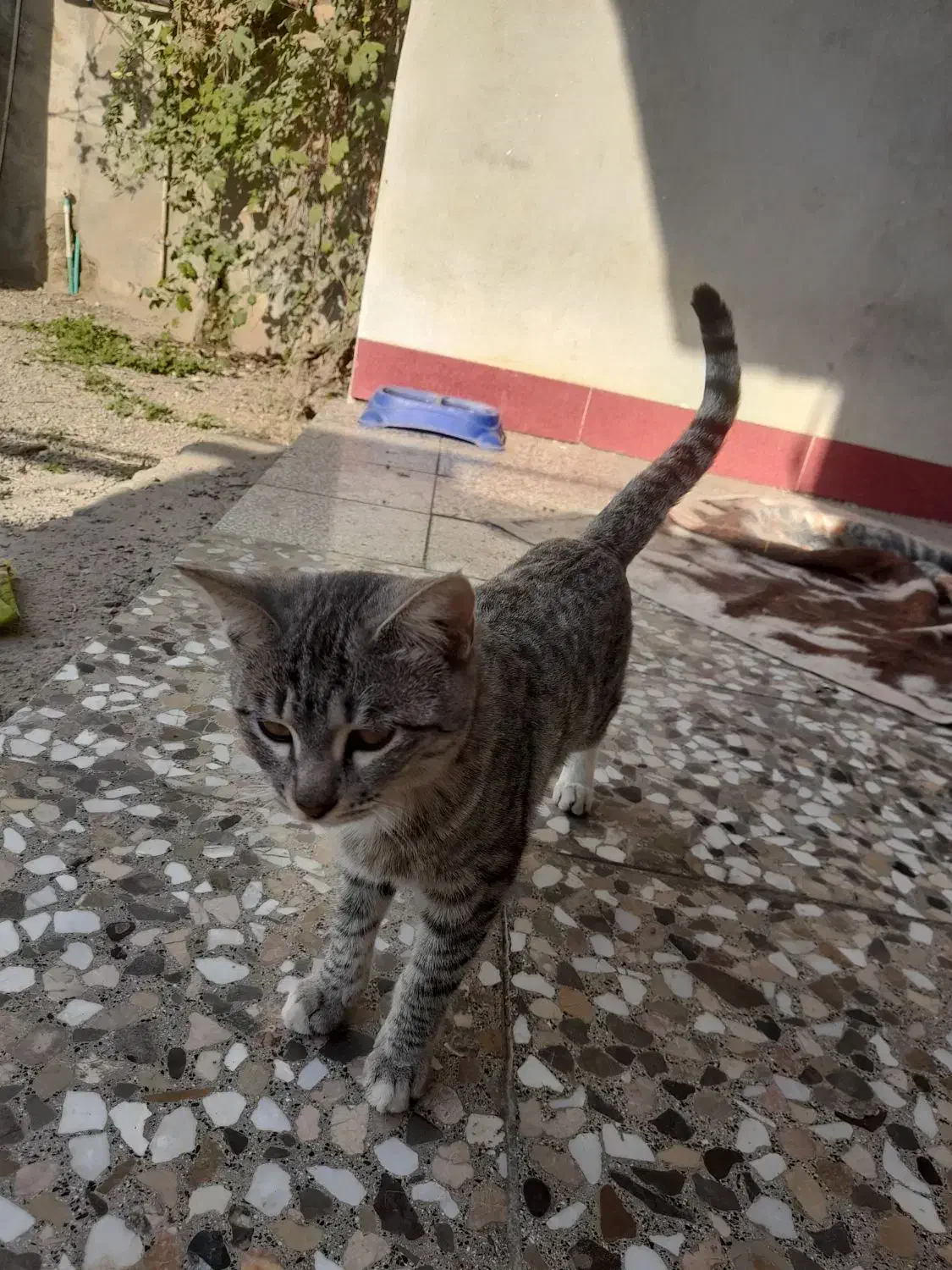 گربه میکس|گربه|گنبد کاووس, |دیوار