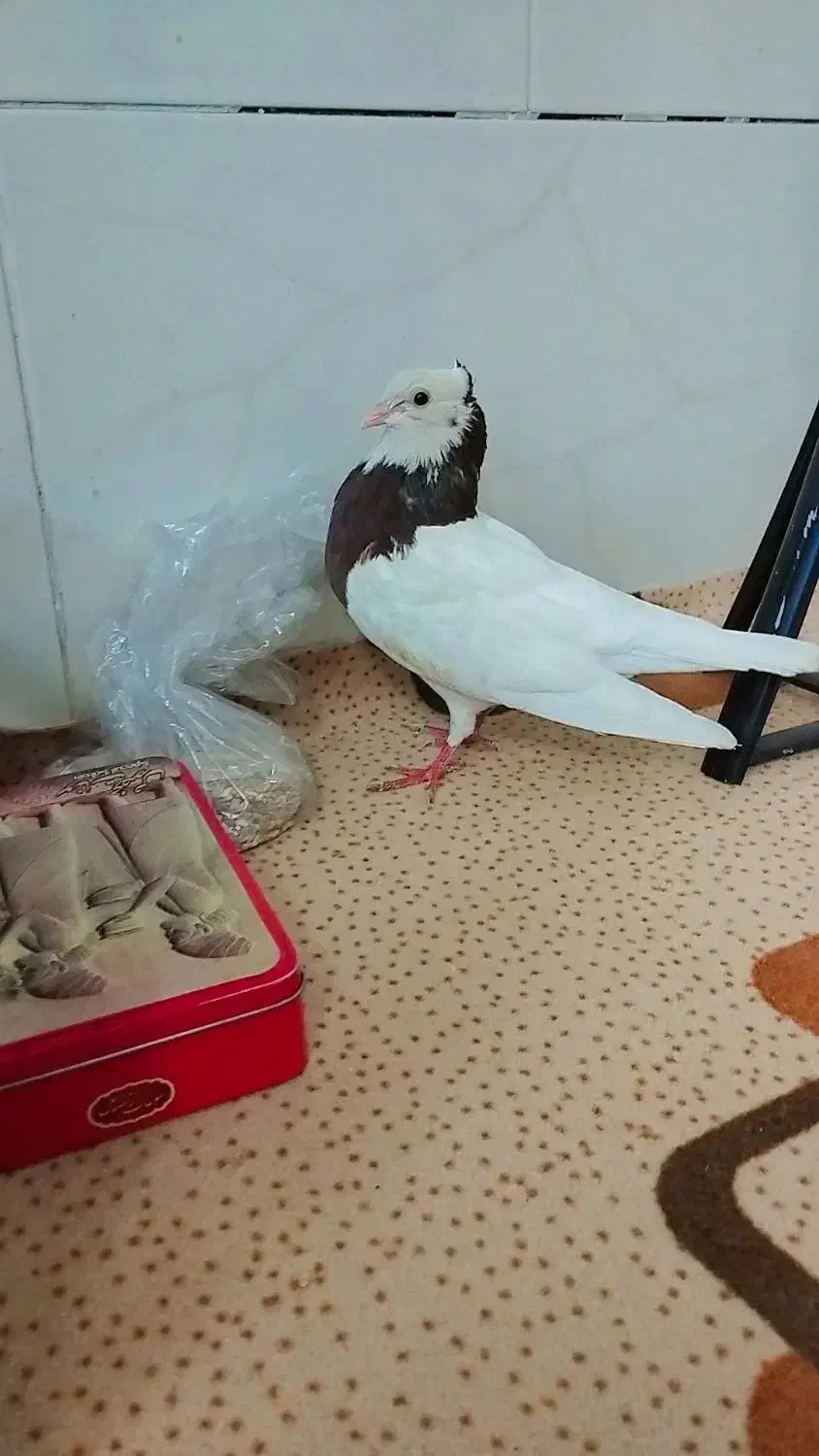 طوقی|پرنده|نیشابور, پاستور|دیوار