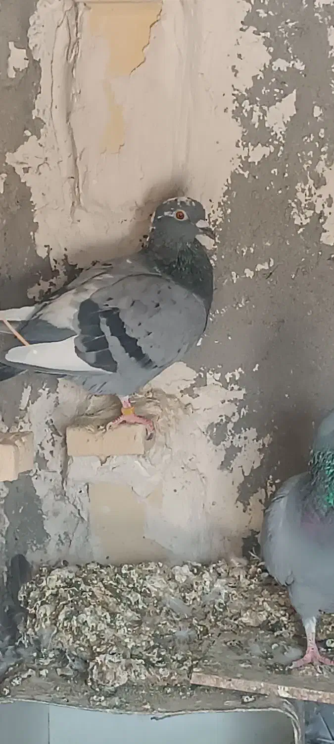 دوعددکبوتر جوقی وابلغ|پرنده|هامون, |دیوار