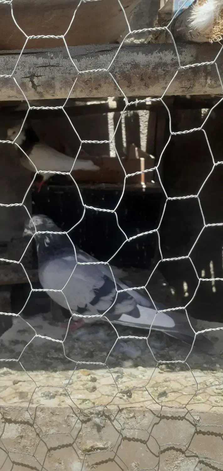 کبوتر روزگاری|پرنده|جونقان, |دیوار