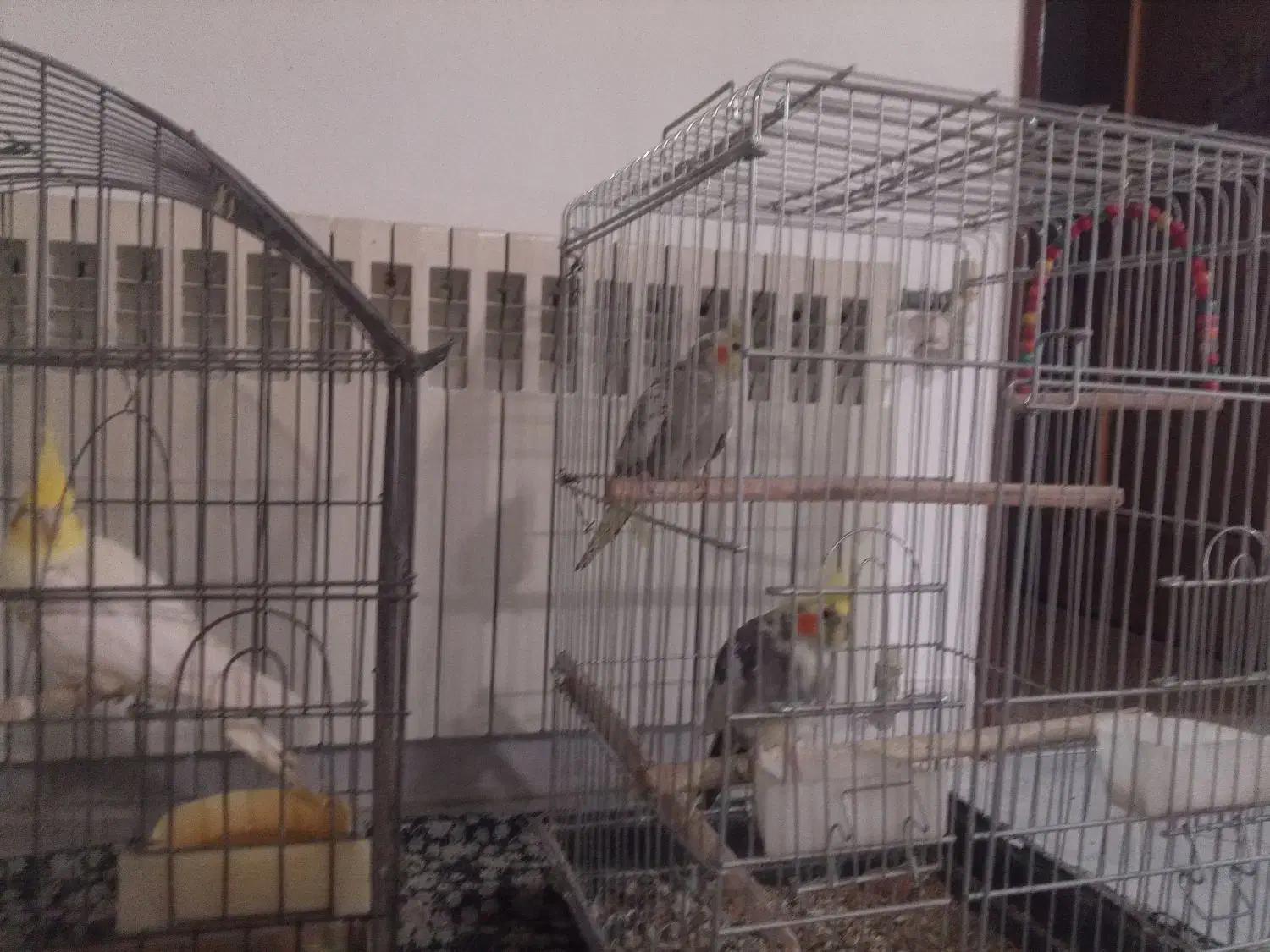 کنسول بازی و  عروس هلندی تخم گذار|کنسول، بازی ویدئویی و آنلاین|اصفهان, ارغوانیه|دیوار