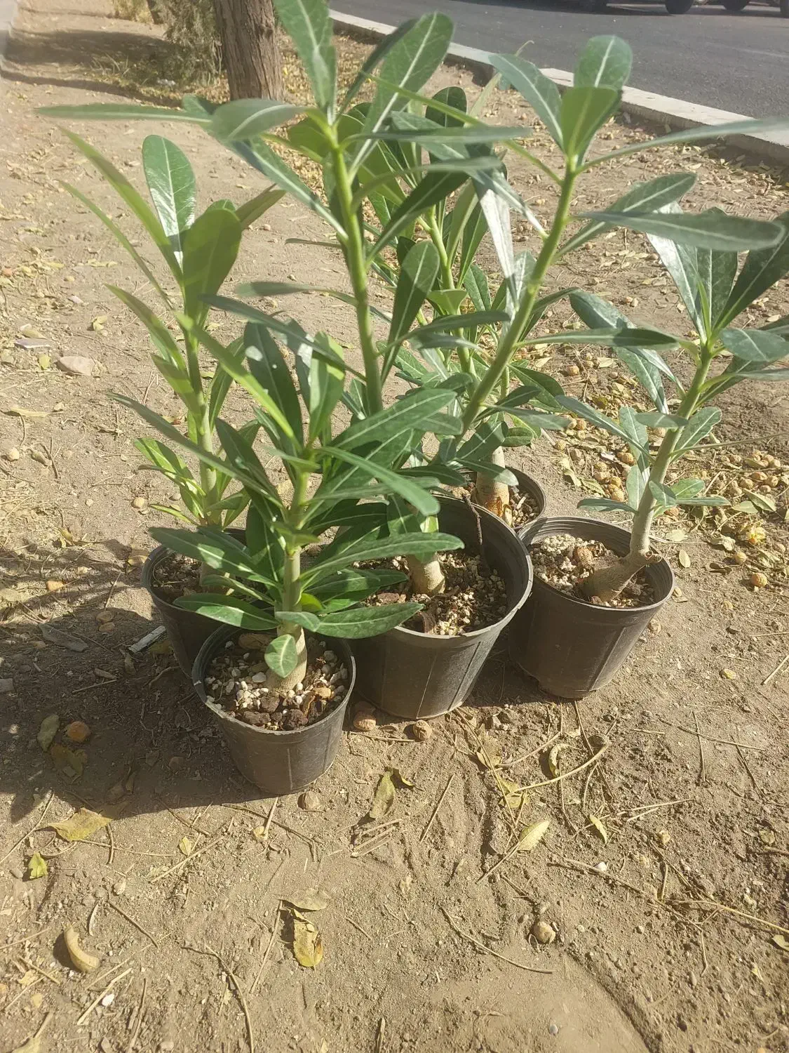 گل و گیاه حراج به قیمت عمده|گل و گیاه طبیعی|چهاردانگه (تهران), |دیوار