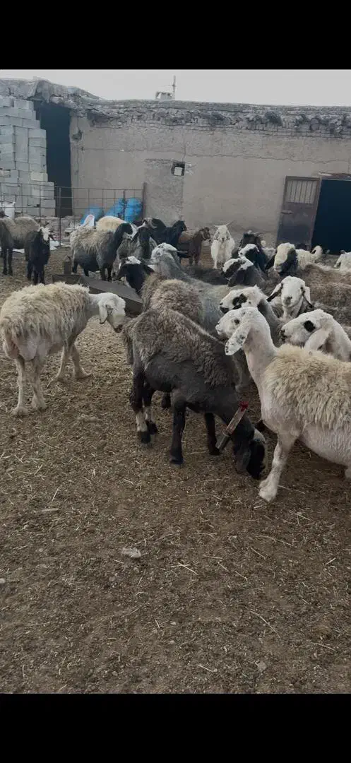 میش داشتی|حیوانات مزرعه|سده (فارس), |دیوار