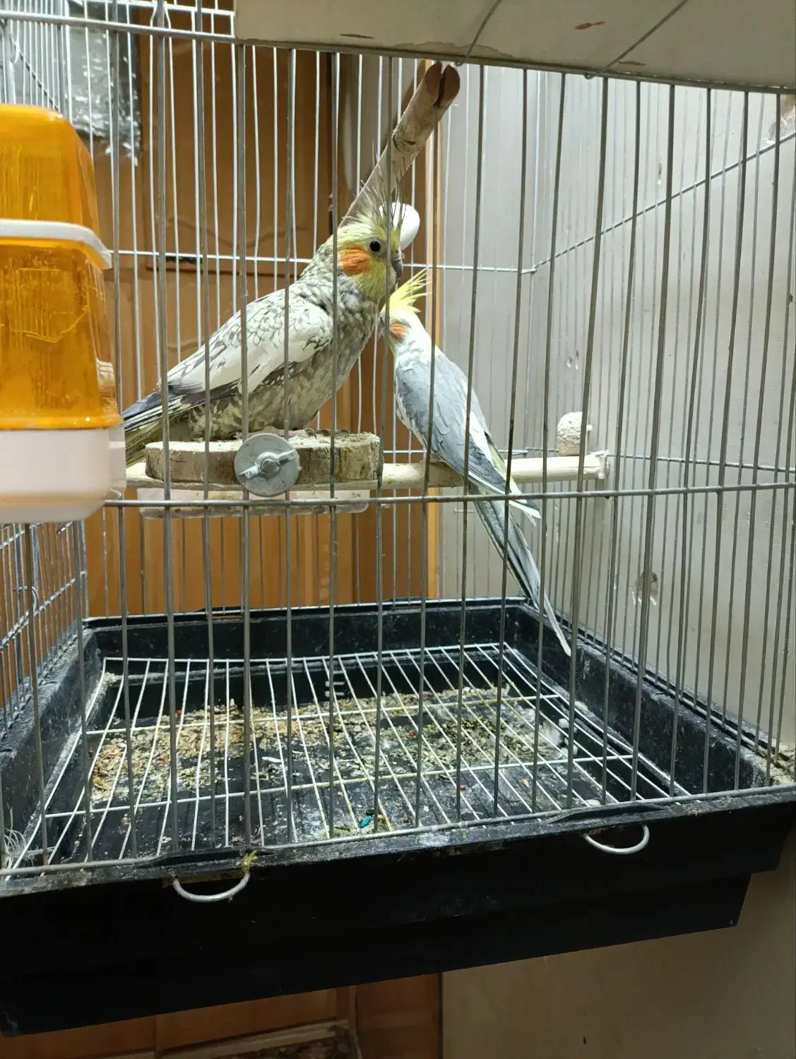 عروس هلندی|پرنده|بروجرد, |دیوار