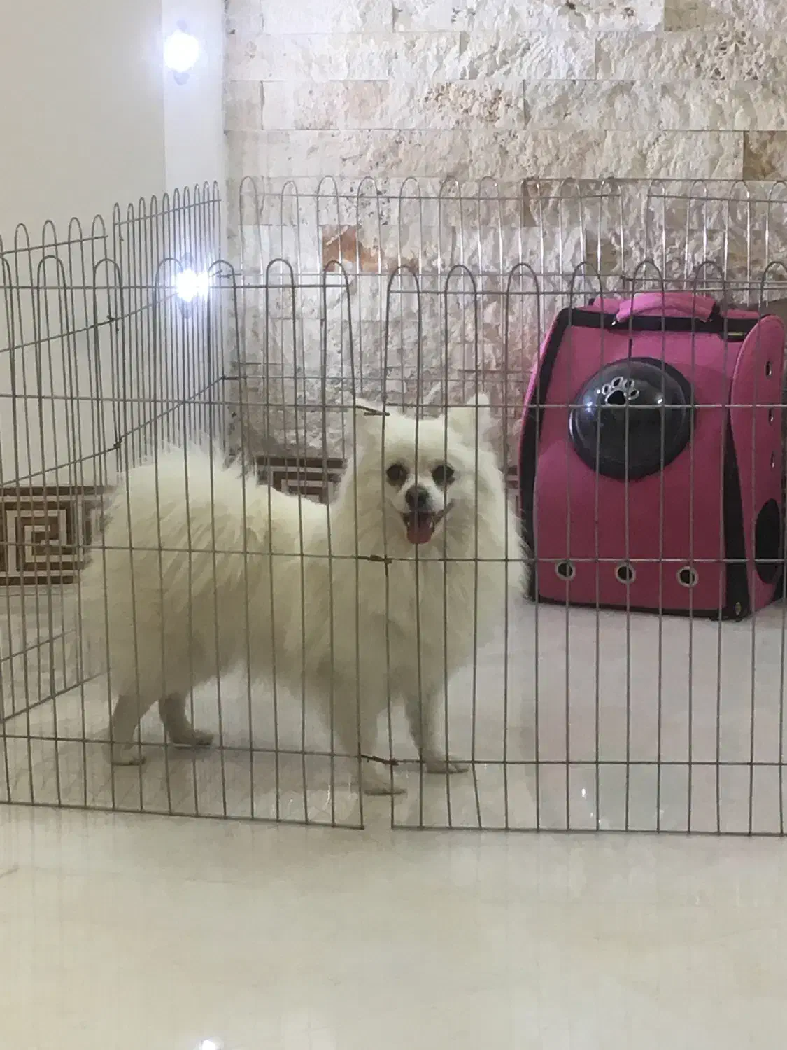 پامرین روباهی ماده|سگ|کاشان, سه راه پرورشگاه|دیوار