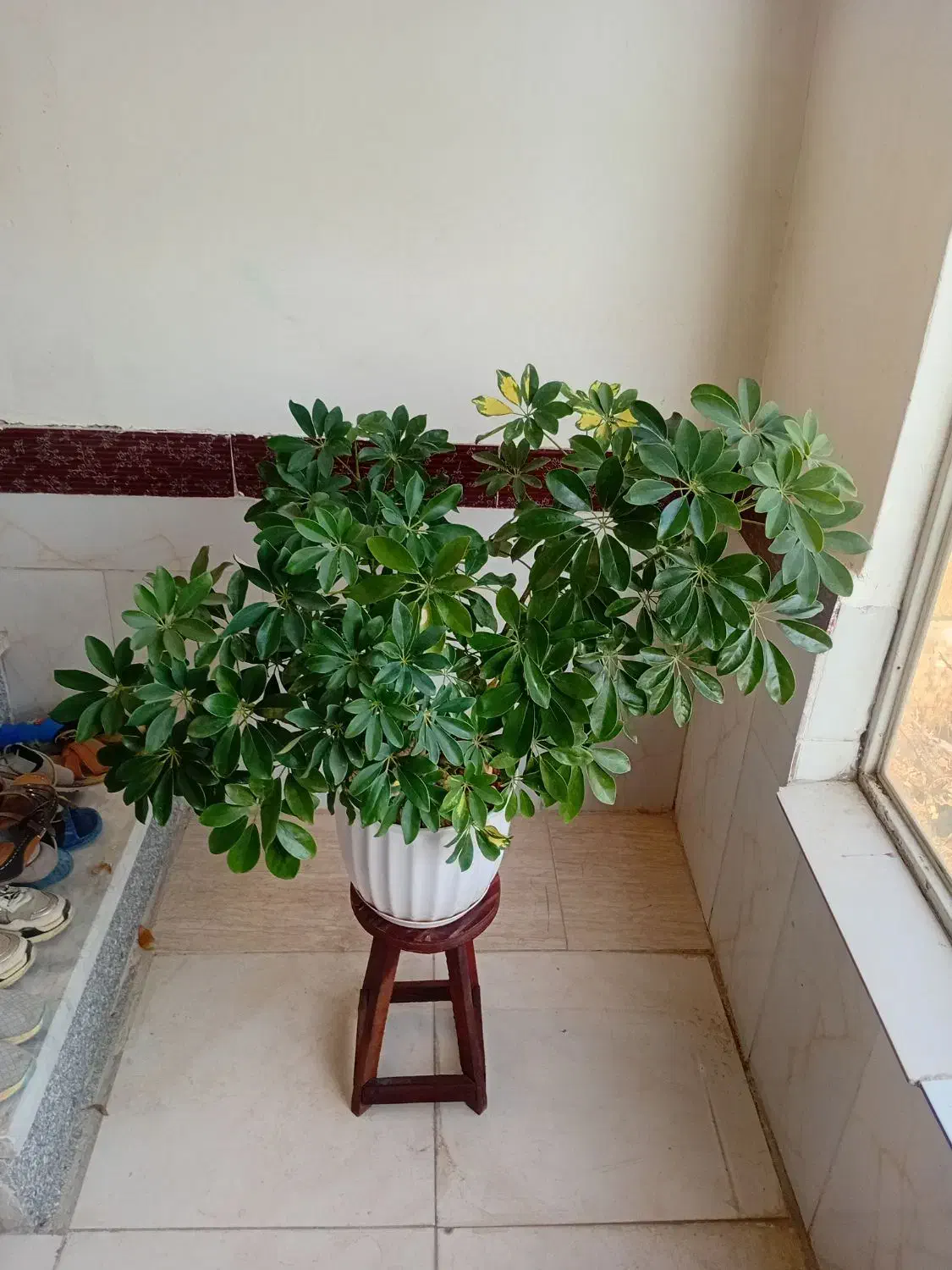 گل شفلرا|گل و گیاه طبیعی|قوچان, |دیوار