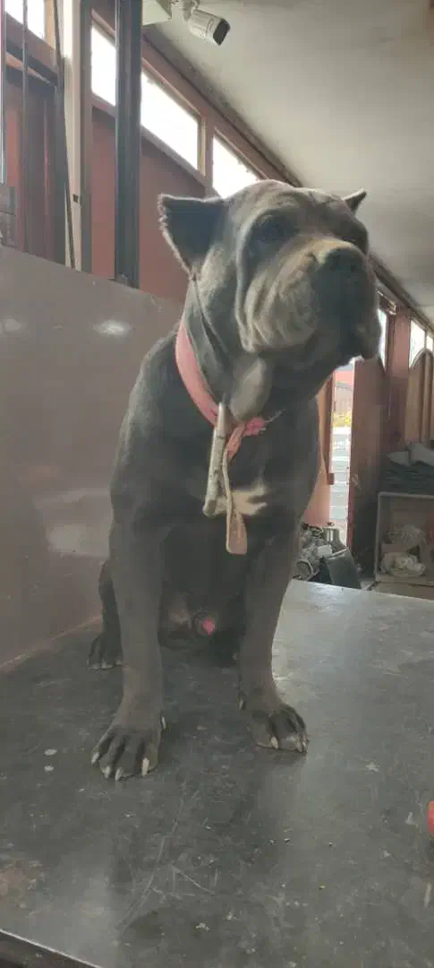 کن کورسو نر|سگ|برخوار, |دیوار