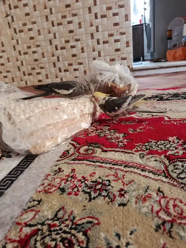 عروس هلندی سخن گو و نر و ماده تخم هم گذاشتن|پرنده|دشتابی, |دیوار