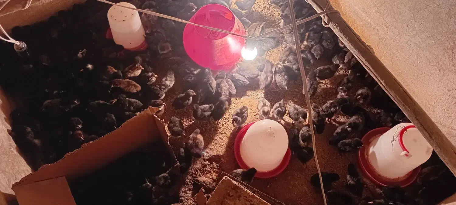 جوجه|حیوانات مزرعه|زرند, |دیوار