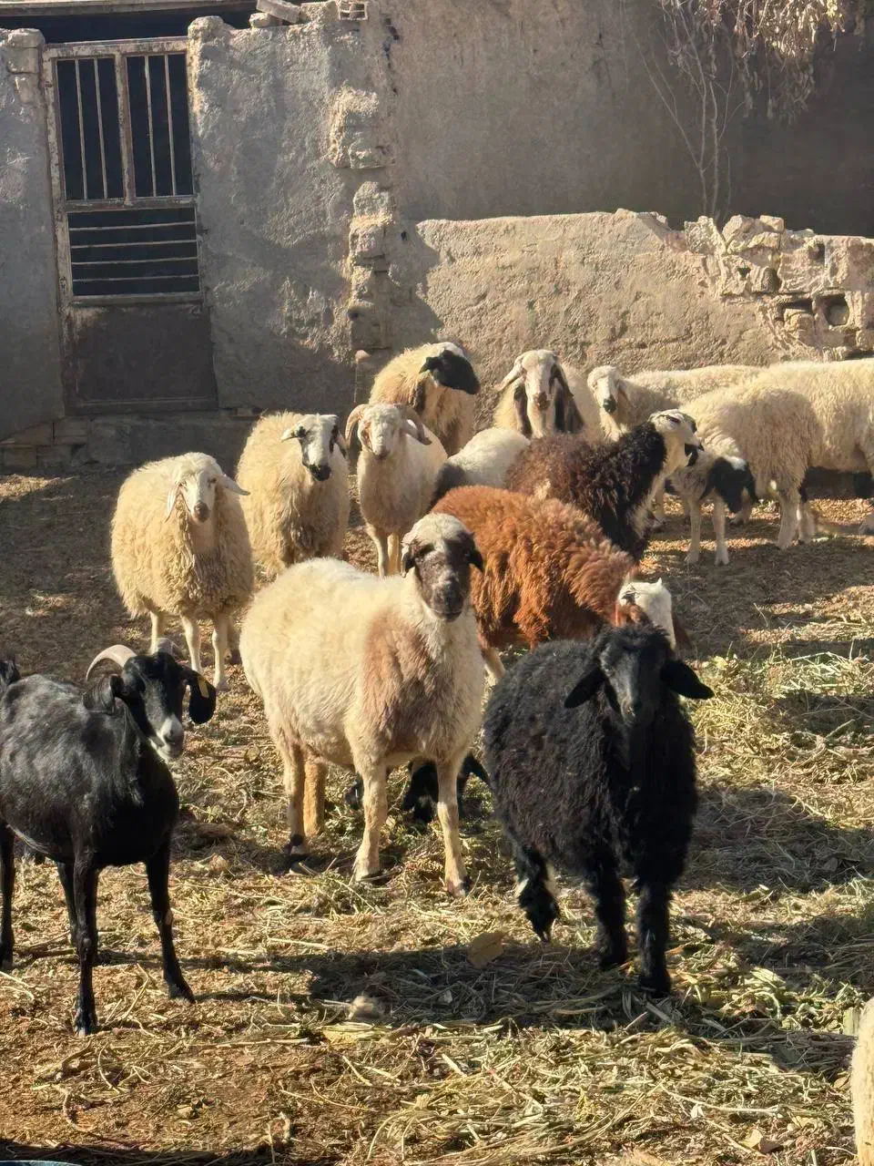 همه رقم گوسفند موجود داریم|حیوانات مزرعه|یزد, |دیوار