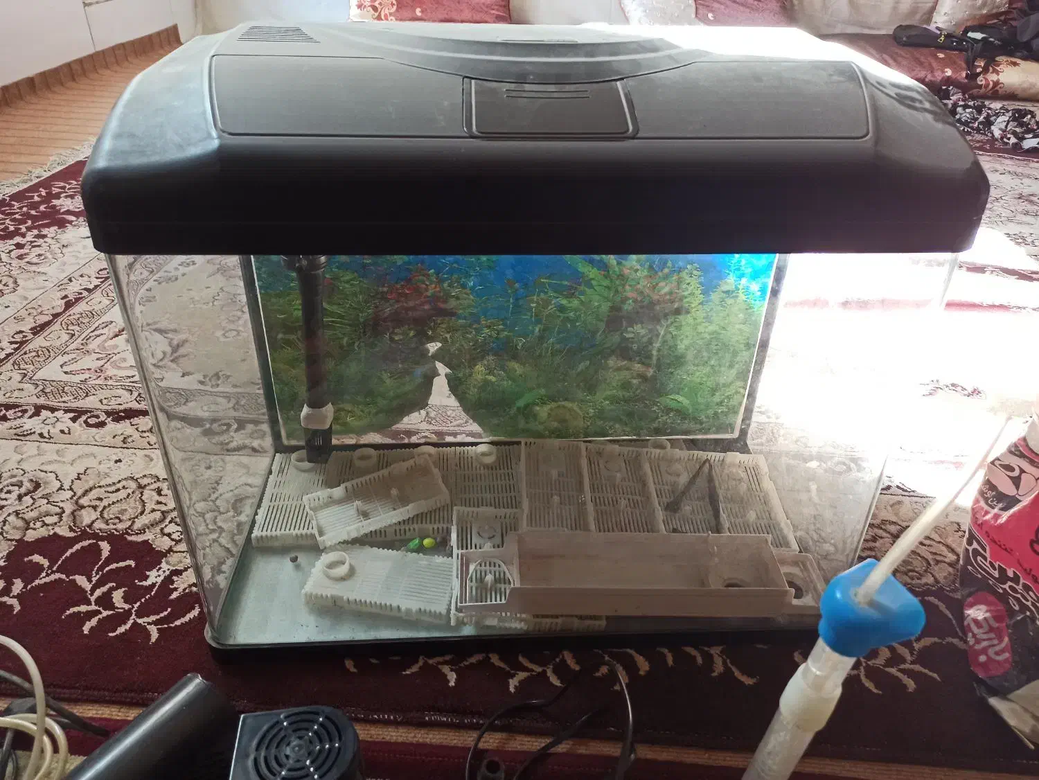 اکواریوم|ماهی|اصفهان, شفق|دیوار