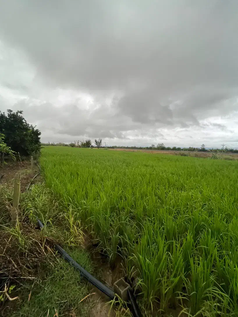 فروش زمین کشاورزی ۲۰۰۰ متری کیاکلا جاده بهنمیر|فروش زمین و ملک کلنگی|کیاکلا, |دیوار