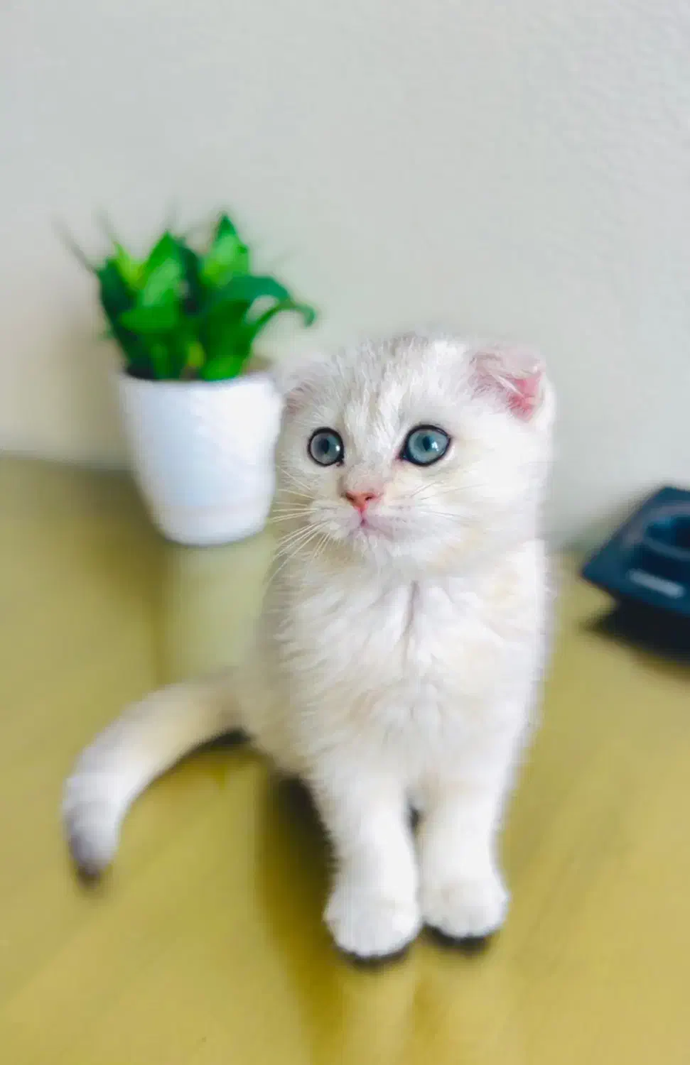 گربه های اصیل و خاص|گربه|تهران, تهرانسر مرکزی|دیوار