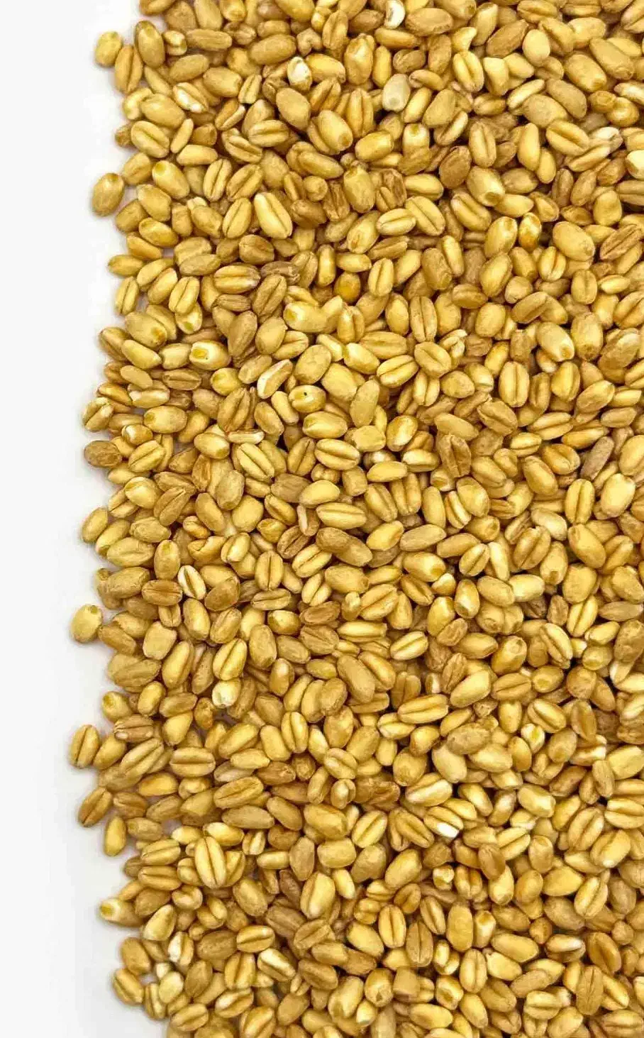بذر گندم|گل و گیاه طبیعی|کهنوج, |دیوار