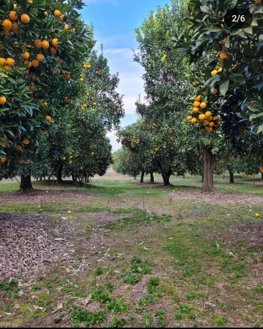 فروش پرتقال خونی|خوردنی و آشامیدنی|هچیرود, |دیوار