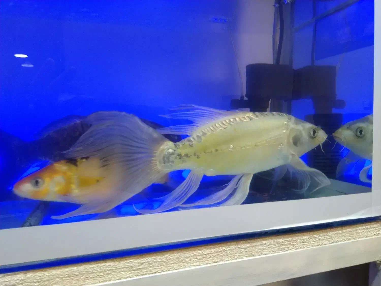 ماهی و اکواریوم|ماهی|تهران, جوادیه تهرانپارس|دیوار