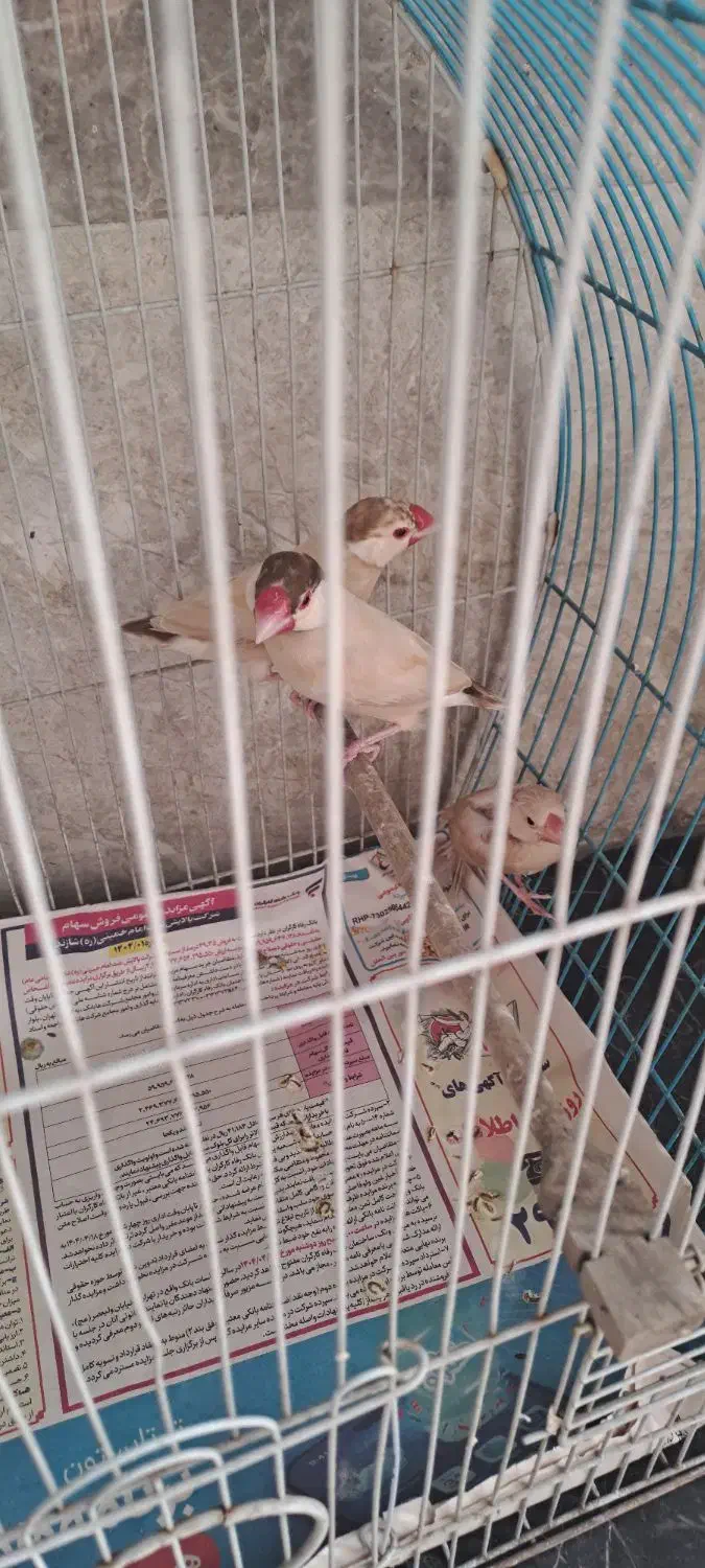 فنج نرگسی شکلاتی|پرنده|تهران, جماران (نیاوران)|دیوار