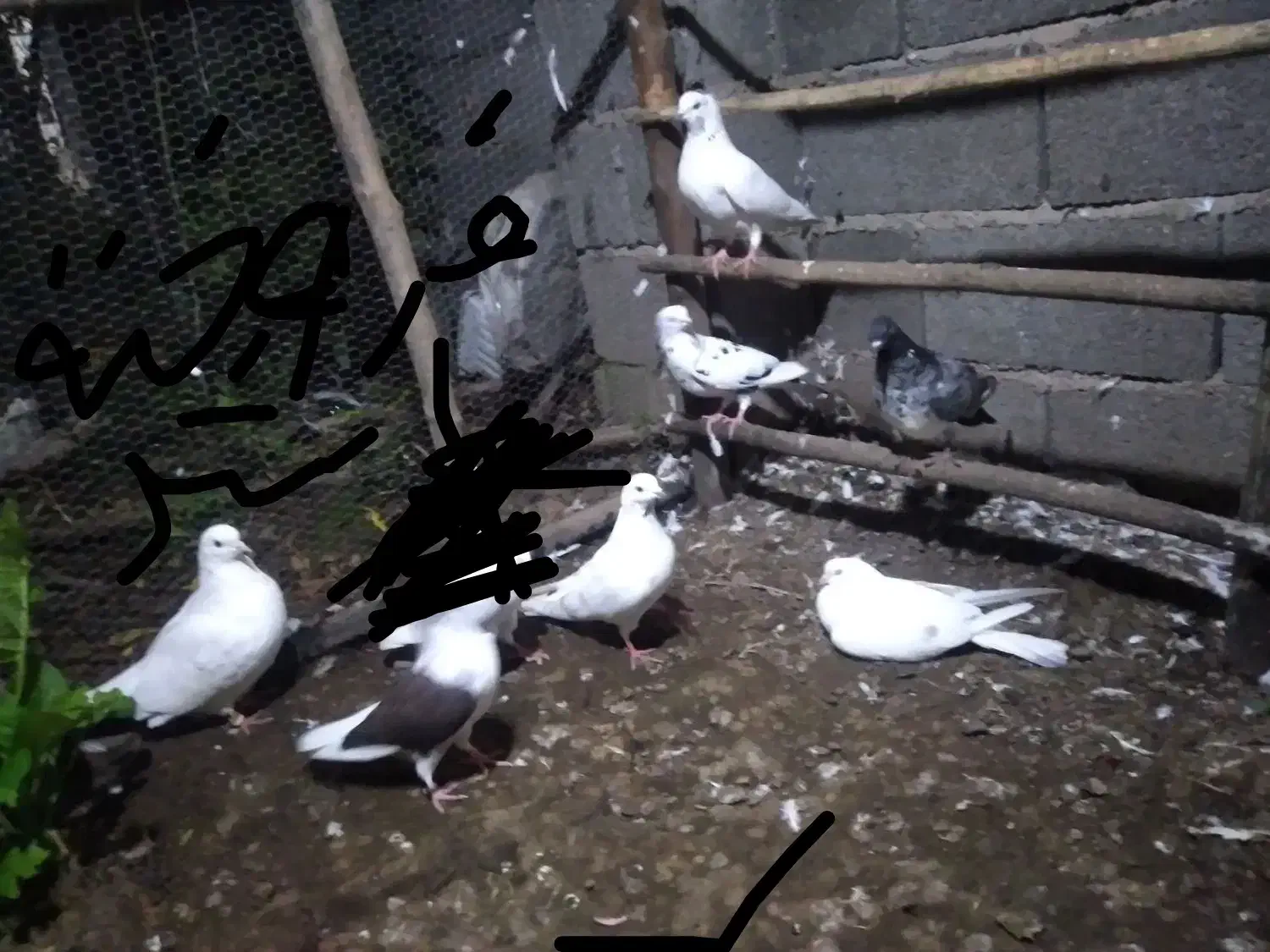 کفتر  همه رقم|پرنده|کوچصفهان, |دیوار