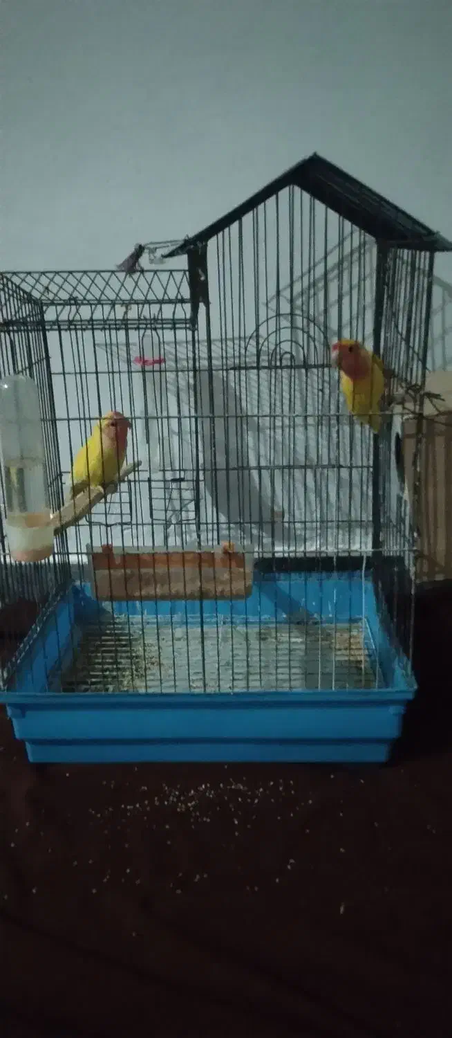 طوطی برزیلی|پرنده|قشلاق دشت, |دیوار