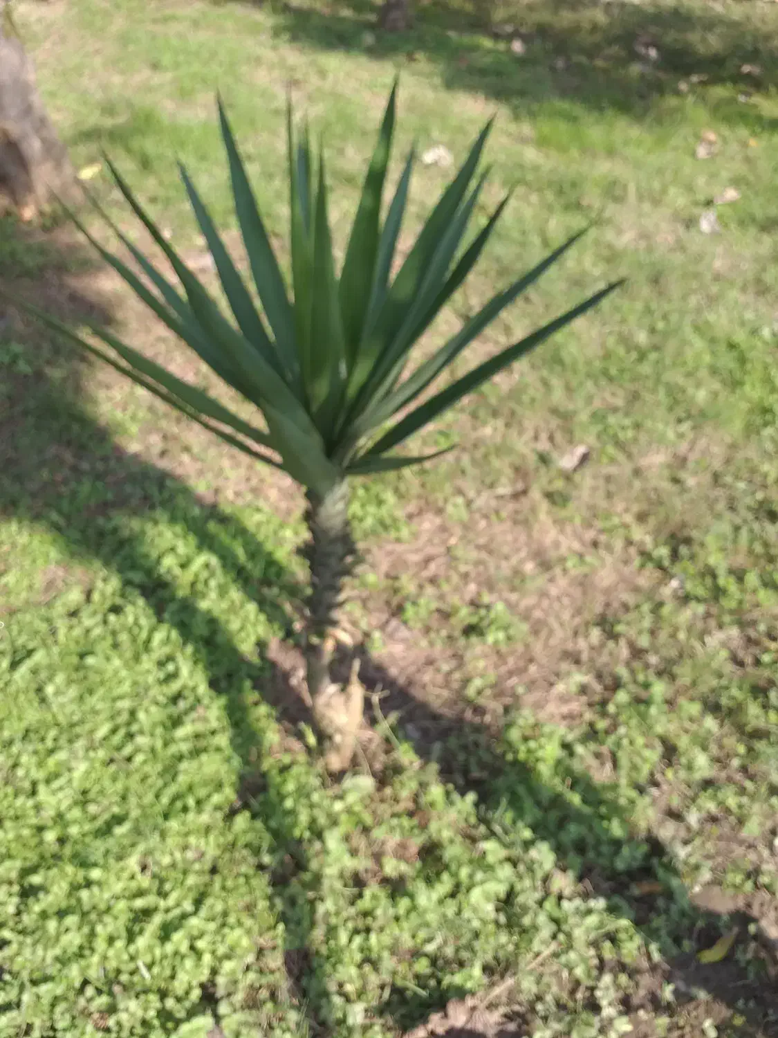 یوکا گلدانی و زیبا|گل و گیاه طبیعی|کلارآباد, |دیوار