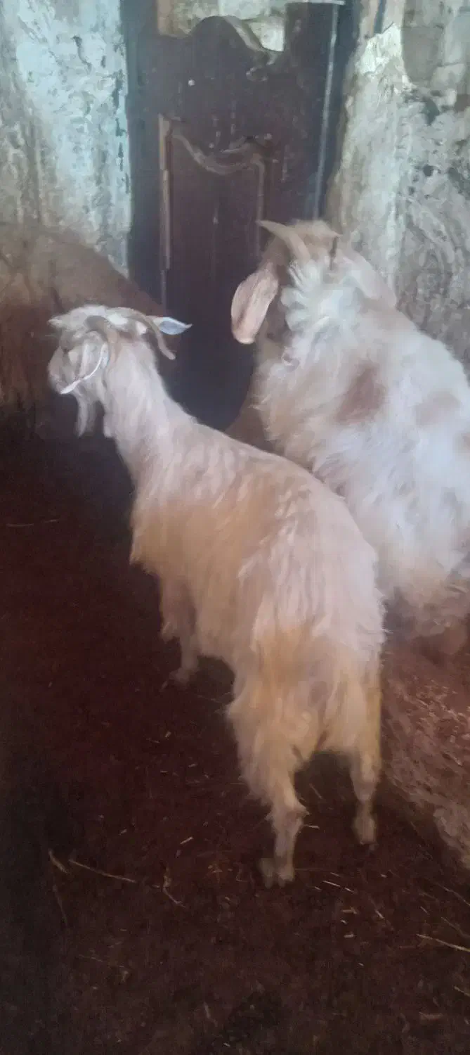 بز در حیوانات مزرعه|حیوانات مزرعه|نمین, |دیوار