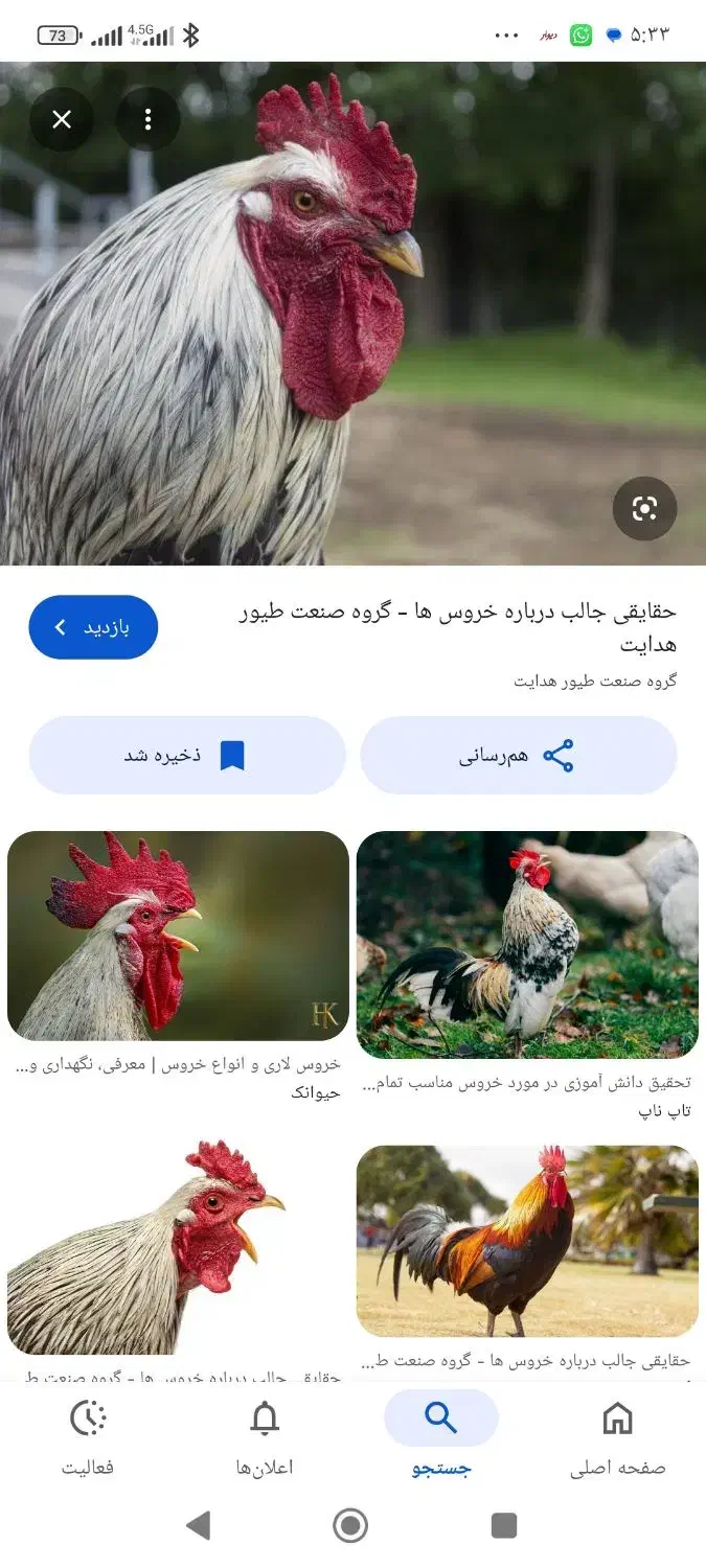 حیوانات|حیوانات مزرعه|اهواز, کمپلو شمالی|دیوار
