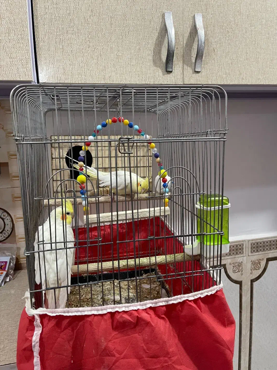 قفس|لوازم جانبی حیوانات|دزفول, |دیوار